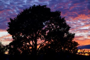 silhouetted aspen